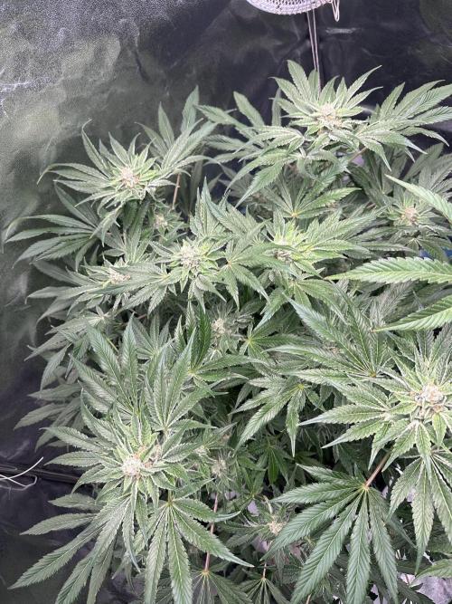 Doja Lemongrass Gas. Week 10