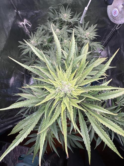 Doja Lemongrass Gas. Week 10