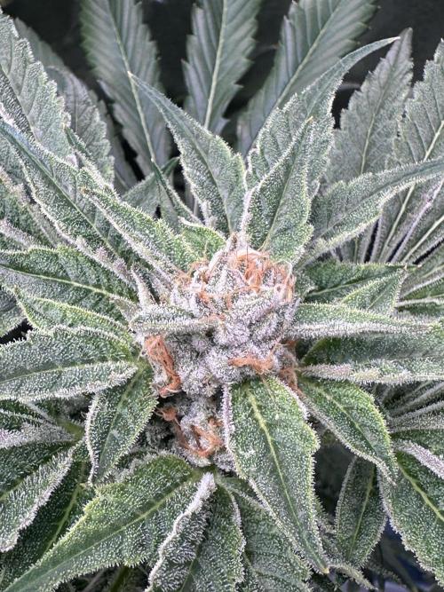 Lemongrass Gas. Week 10
