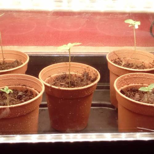 *GORILLA BOMB* 2nd Grow. Week 1