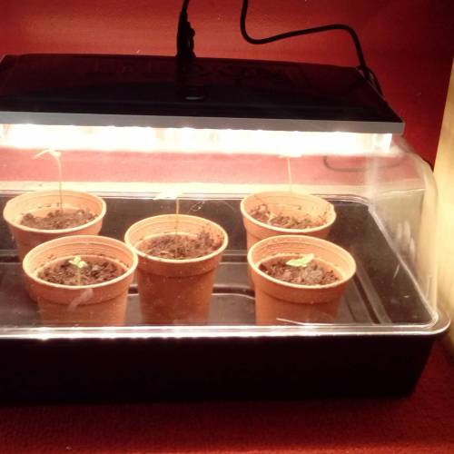 *GORILLA BOMB* 2nd Grow. Week 1