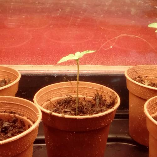 *GORILLA BOMB* 2nd Grow. Week 1