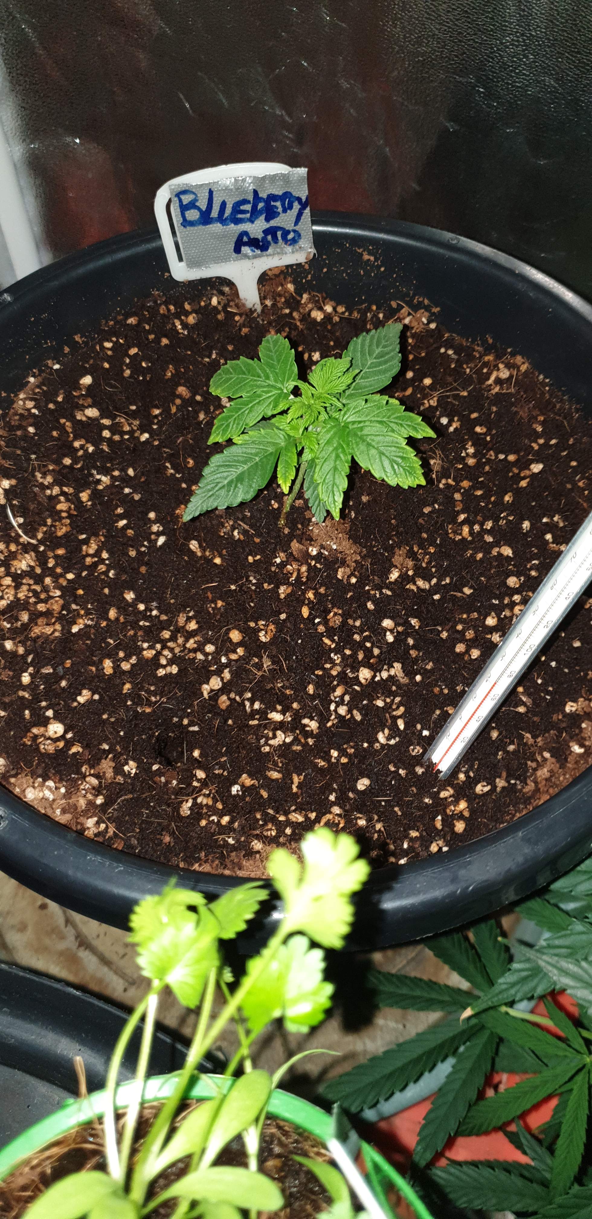 ILGM Blueberry Autoflower grow diary (journal) week4 by Jiggysjives9