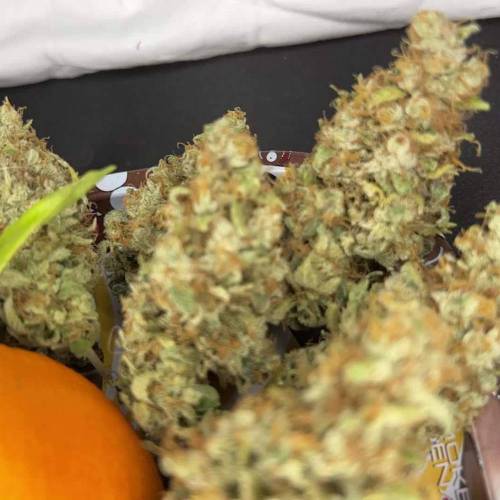 Organic Tangerines Dutch Passion Contest