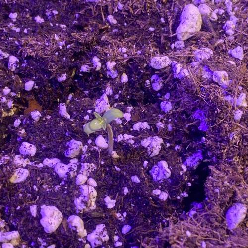 First time autos (cbd). Week 1 - Plant 2