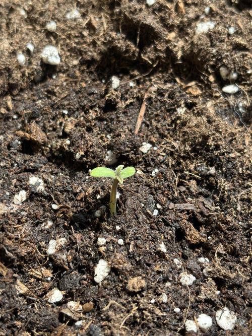Guava Auto RF3 Outdoor grow. Week 1