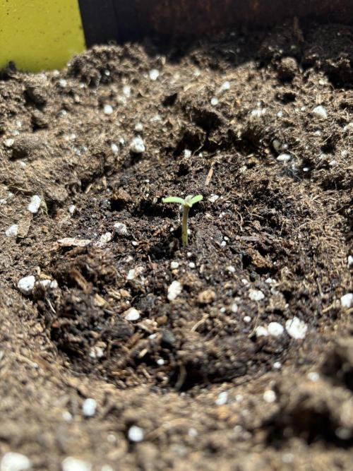 Guava Auto RF3 Outdoor grow. Week 1