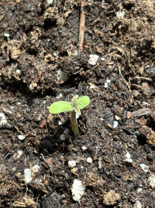 Guava Auto RF3 Outdoor grow. Week 1