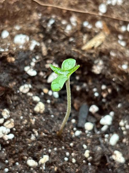 Guava Auto RF3 Outdoor grow. Week 1