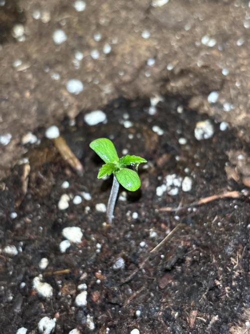 Lemon Cherry Cookies Auto Outdoor grow. Week 1