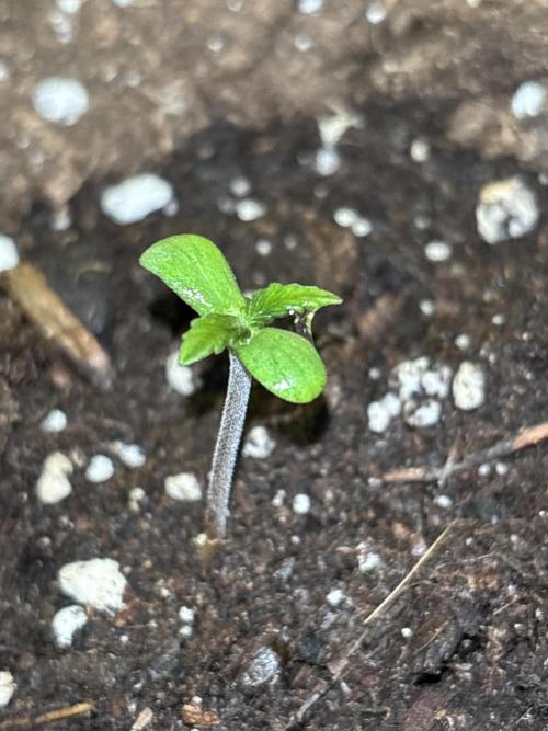 Lemon Cherry Cookies Auto Outdoor grow. Week 1