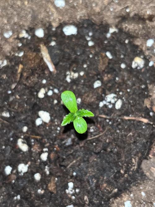 Lemon Cherry Cookies Auto Outdoor grow. Week 1
