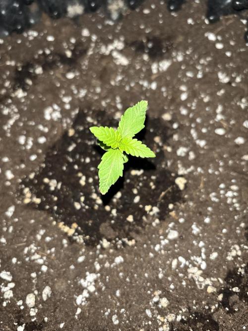 Guava Auto RF3 Outdoor grow. Week 2