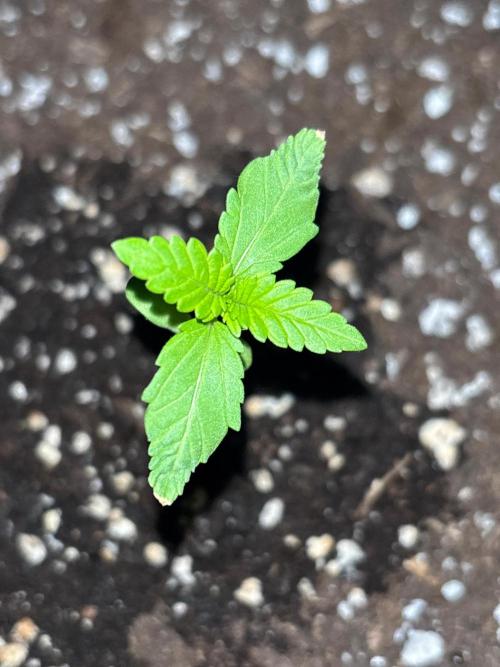 Guava Auto RF3 Outdoor grow. Week 2