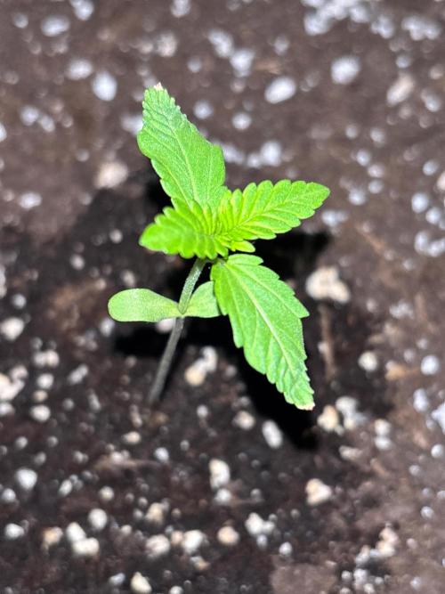 Guava Auto RF3 Outdoor grow. Week 2
