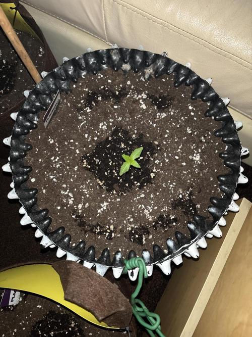Guava Auto RF3 Outdoor grow. Week 2