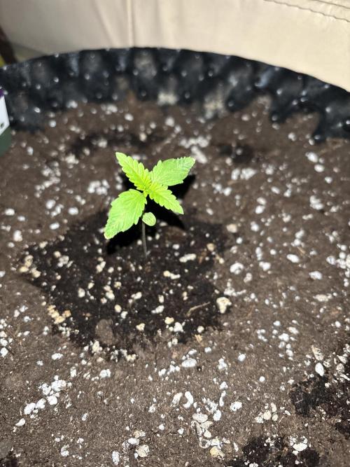 Guava Auto RF3 Outdoor grow. Week 2