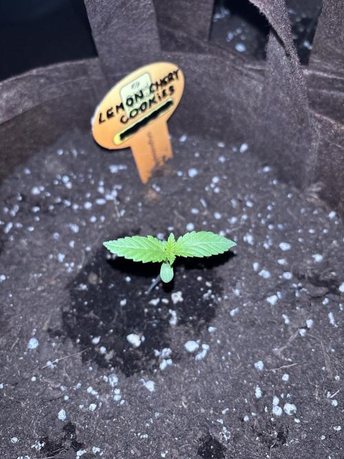 Lemon Cherry Cookies Auto Outdoor grow. Week 2