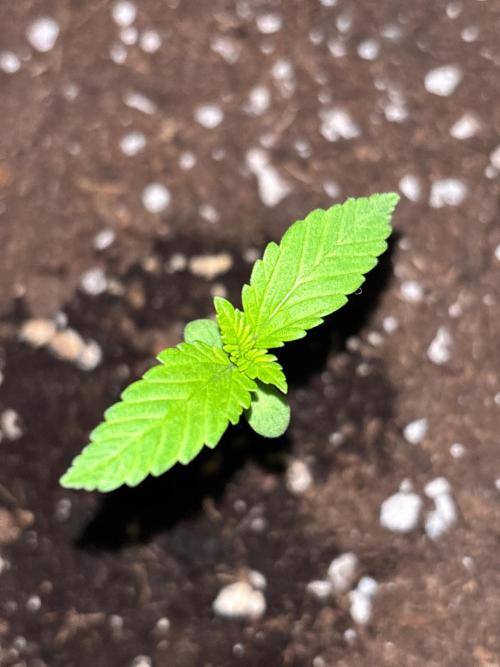 Lemon Cherry Cookies Auto Outdoor grow. Week 2