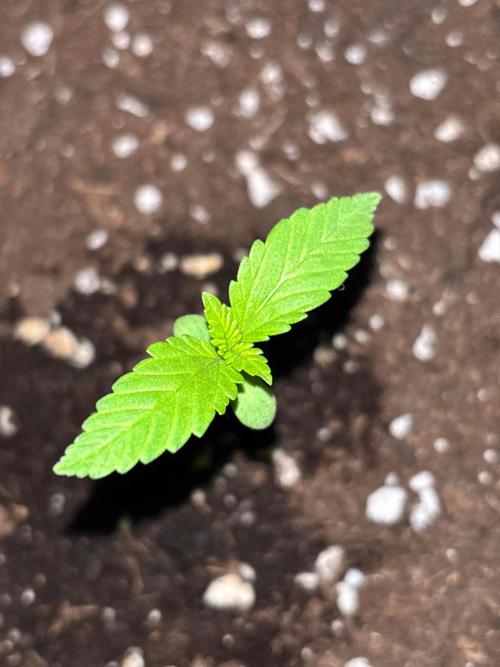 Lemon Cherry Cookies Auto Outdoor grow. Week 2