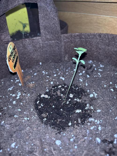 Lemon Cherry Cookies Auto Outdoor grow. Week 2