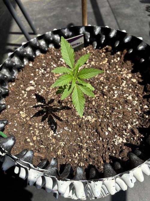 Guava Auto RF3 Outdoor grow. Week 3