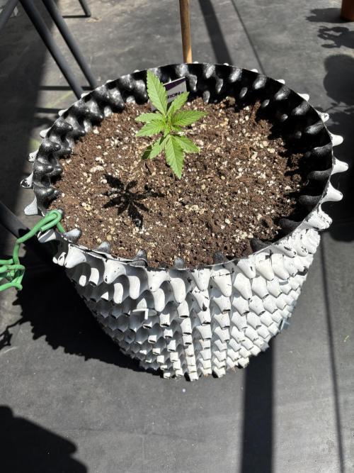 Guava Auto RF3 Outdoor grow. Week 3