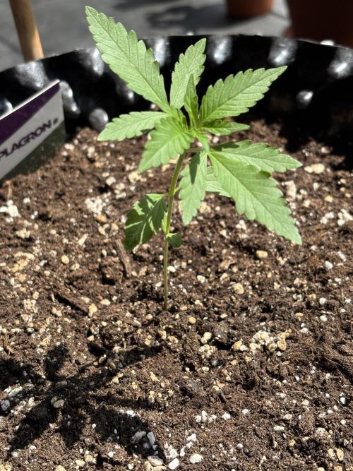 Guava Auto RF3 Outdoor grow. Week 3