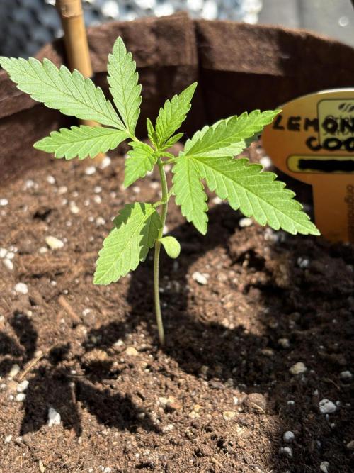 Lemon Cherry Cookies Auto Outdoor grow. Week 3