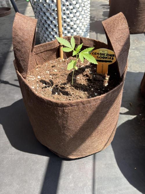 Lemon Cherry Cookies Auto Outdoor grow. Week 3