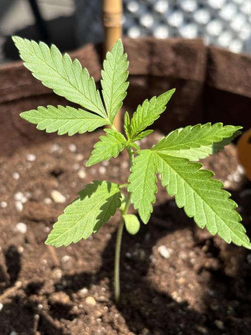 Lemon Cherry Cookies Auto Outdoor grow. Week 3