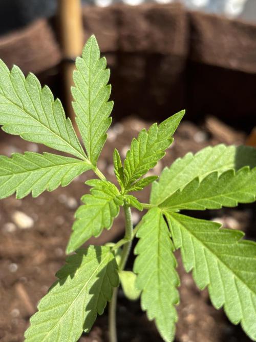 Lemon Cherry Cookies Auto Outdoor grow. Week 3