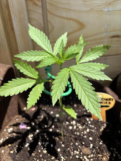 Lemon Cherry Cookies Auto Outdoor grow. Week 4