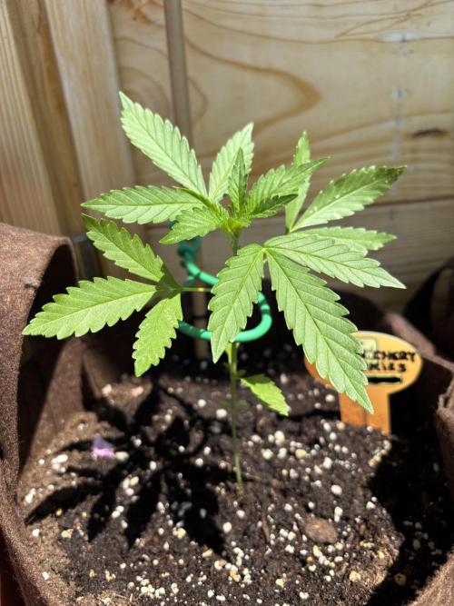 Lemon Cherry Cookies Auto Outdoor grow. Week 4
