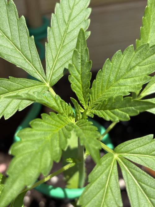 Lemon Cherry Cookies Auto Outdoor grow. Week 4
