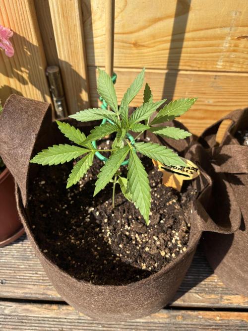 Lemon Cherry Cookies Auto Outdoor grow. Week 4