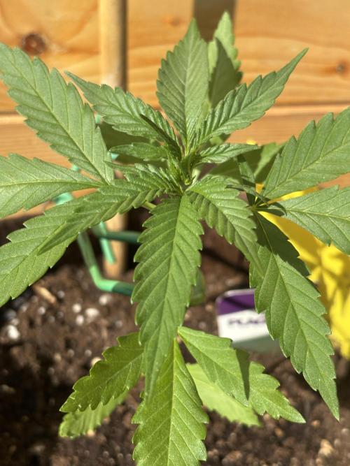 Lemon Cherry Cookies Auto Outdoor grow. Week 4