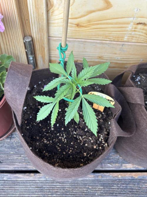 Lemon Cherry Cookies Auto Outdoor grow. Week 4
