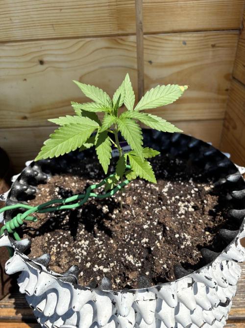 Guava Auto RF3 Outdoor grow. Week 4