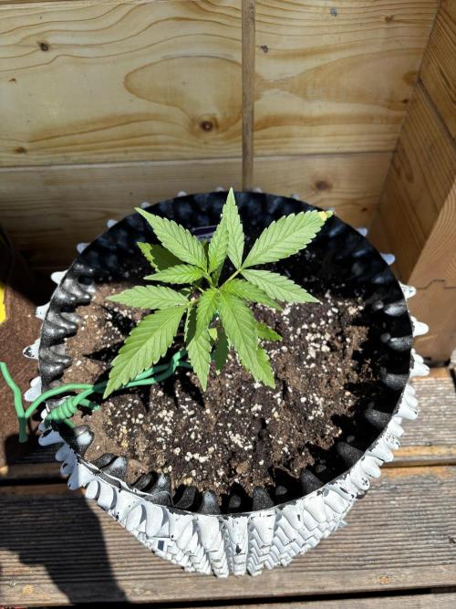 Guava Auto RF3 Outdoor grow. Week 4