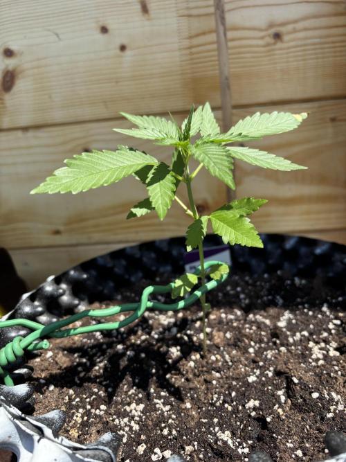 Guava Auto RF3 Outdoor grow. Week 4