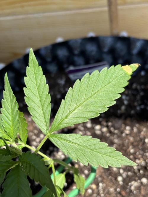 Guava Auto RF3 Outdoor grow. Week 4