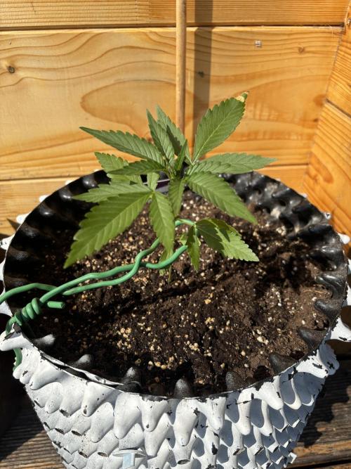 Guava Auto RF3 Outdoor grow. Week 4