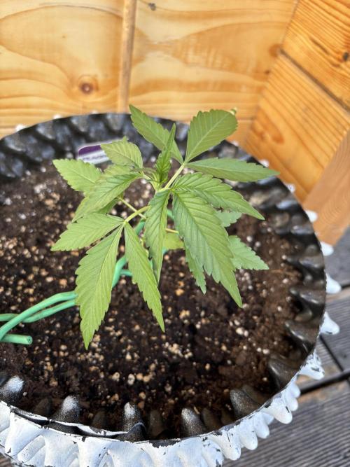 Guava Auto RF3 Outdoor grow. Week 4