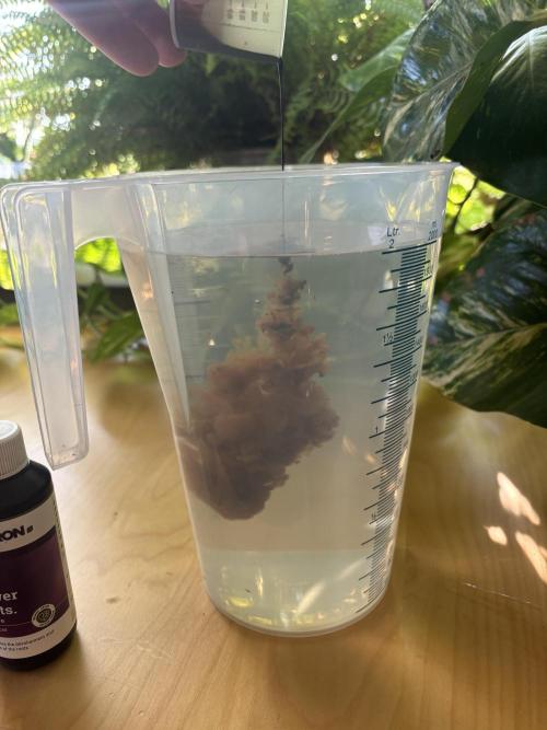 Guava Auto RF3 Outdoor grow. Week 4
