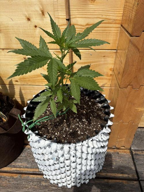 Guava Auto RF3 Outdoor grow. Week 5