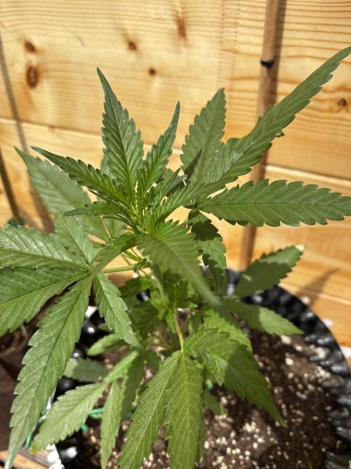 Guava Auto RF3 Outdoor grow. Week 5