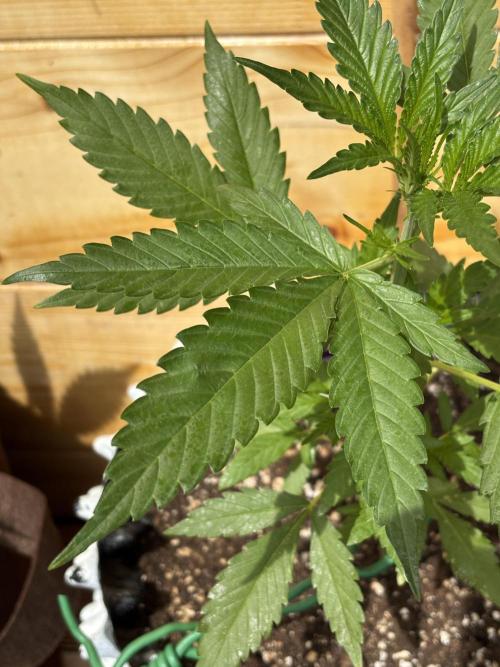 Guava Auto RF3 Outdoor grow. Week 5