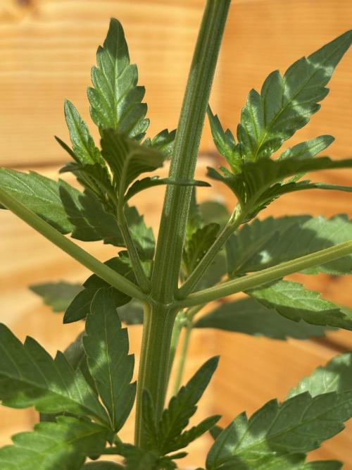 Guava Auto RF3 Outdoor grow. Week 5