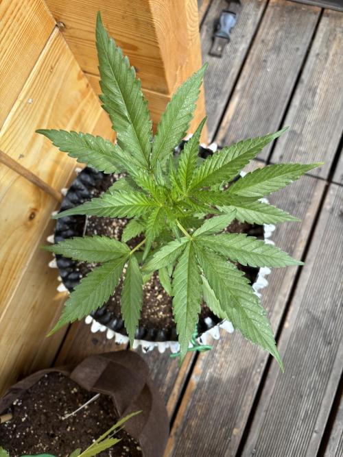 Guava Auto RF3 Outdoor grow. Week 5